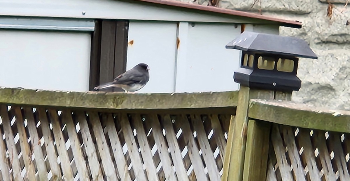 Dark-eyed Junco - ML643674731