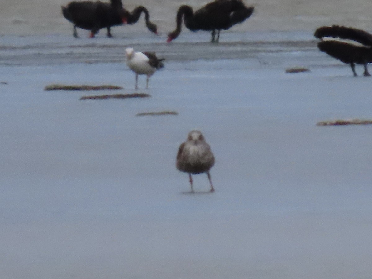 kleiner Strandläufer, unbestimmt - ML643674734
