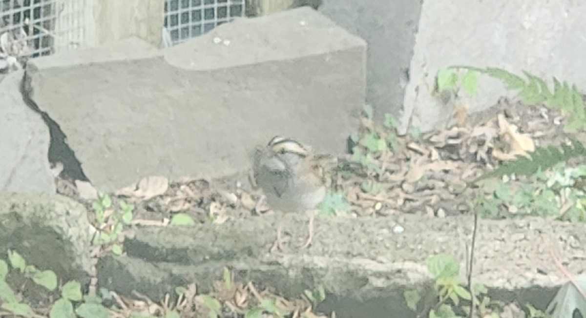 White-throated Sparrow - ML643674736