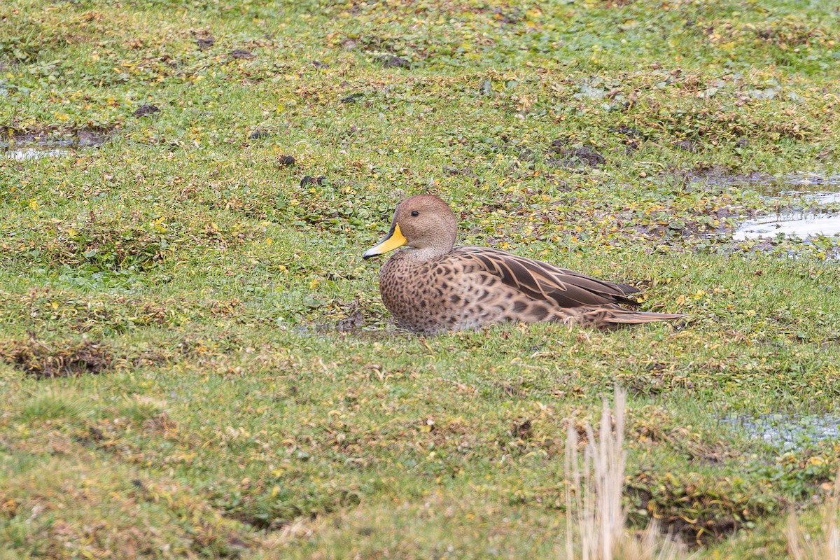 Yellow-billed Pintail - ML643674746