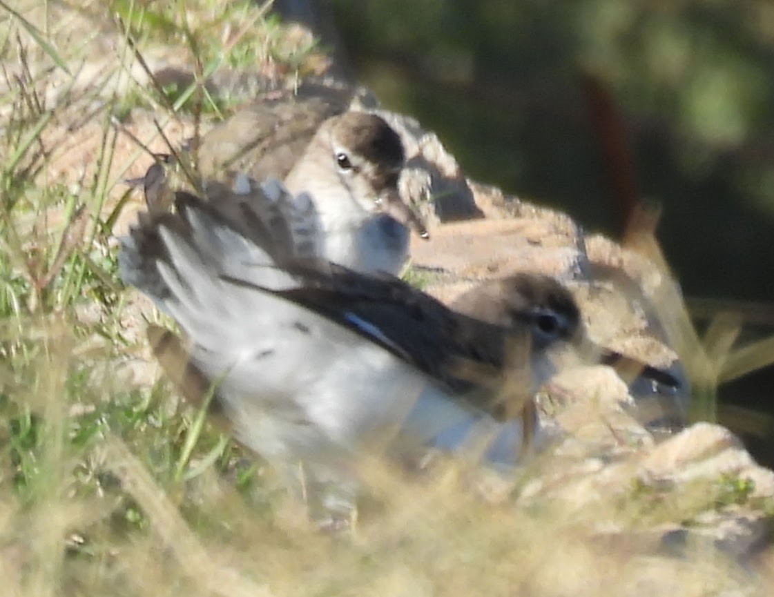 Spotted Sandpiper - ML643674749