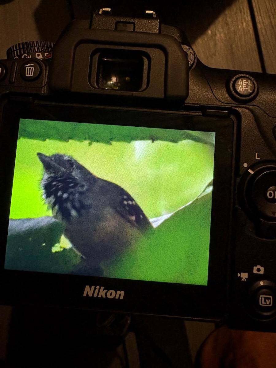 Checker-throated Stipplethroat - ML643674753