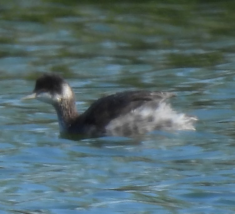Eared Grebe - ML643674756