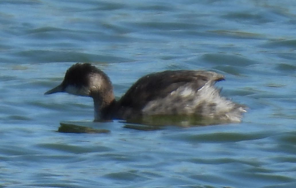 Eared Grebe - ML643674757