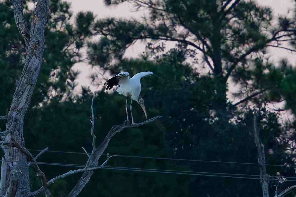 Wood Stork - ML643674761