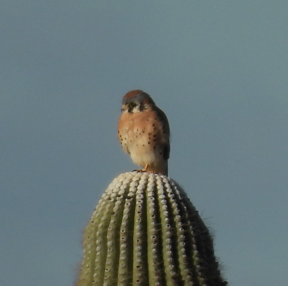 American Kestrel - ML643674770