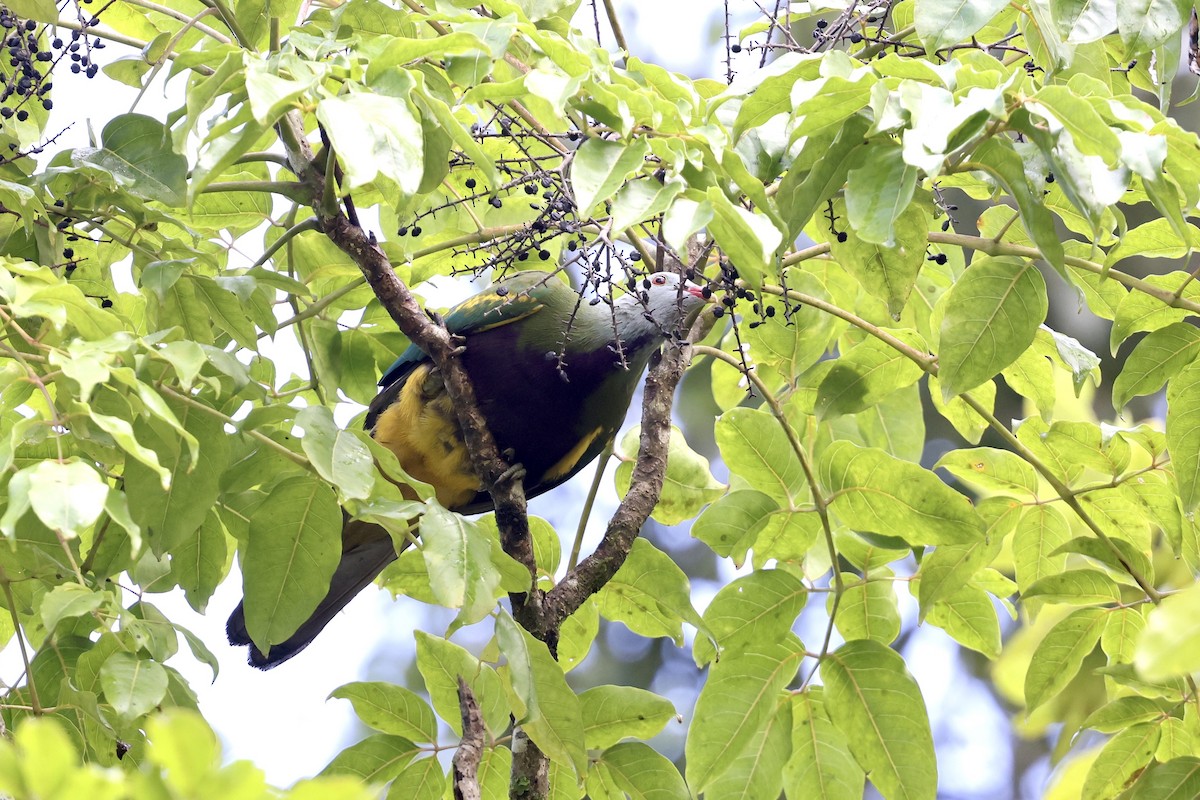 Wompoo Fruit-Dove - ML643674793