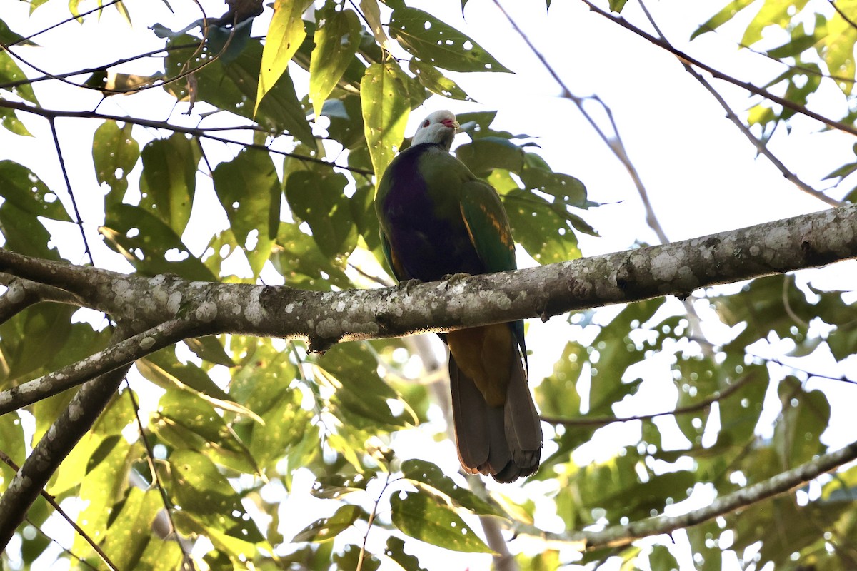 Wompoo Fruit-Dove - ML643674794