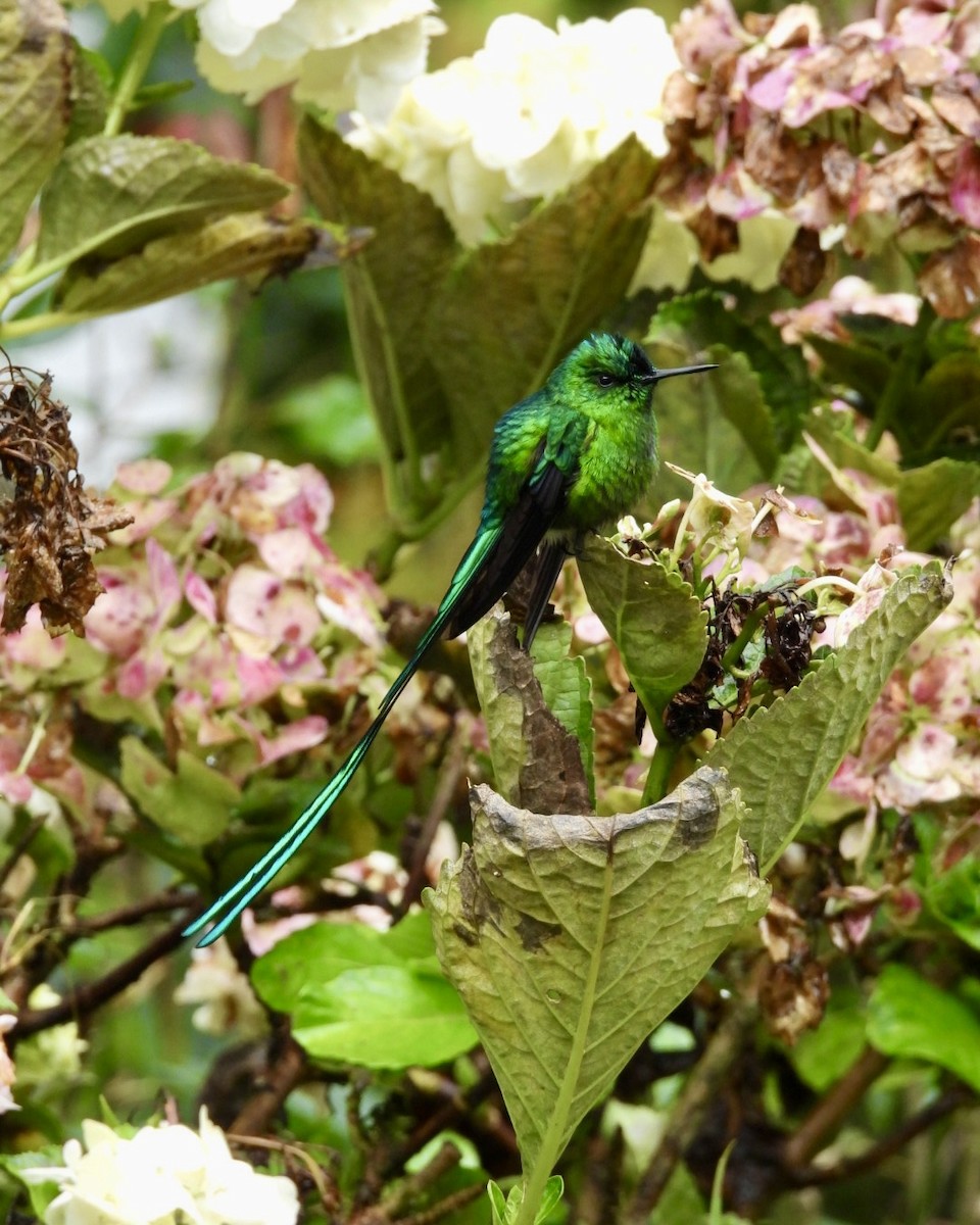 Long-tailed Sylph - ML643674799