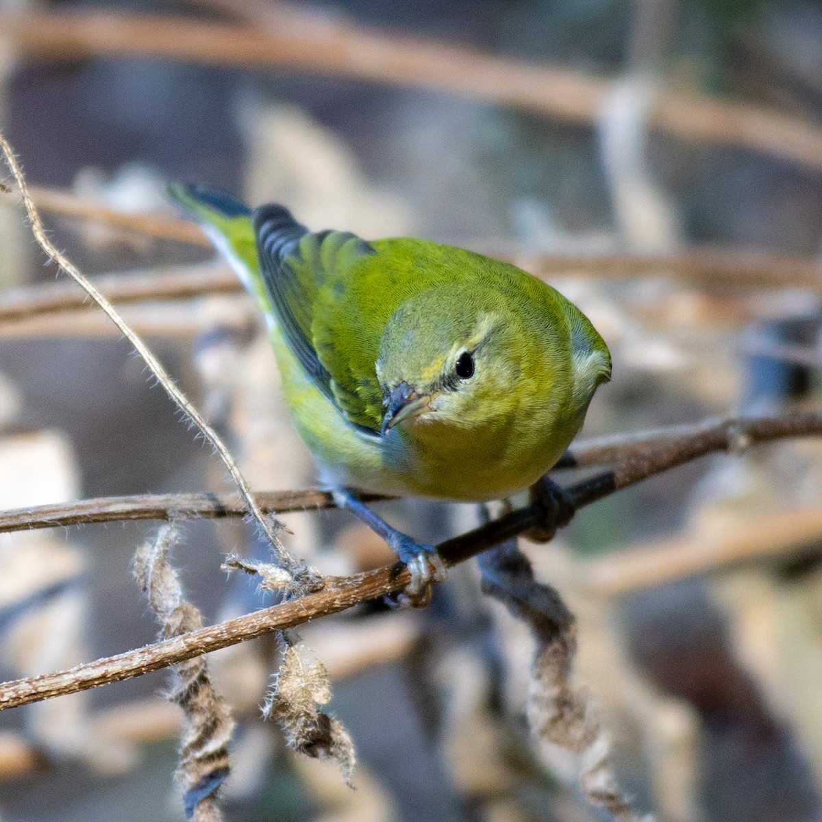 Tennessee Warbler - ML643674801
