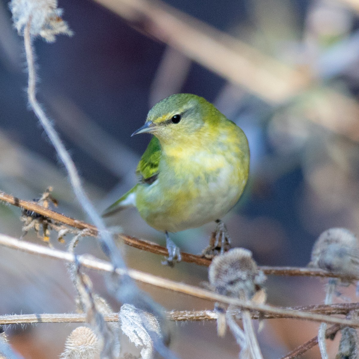 Tennessee Warbler - ML643674802