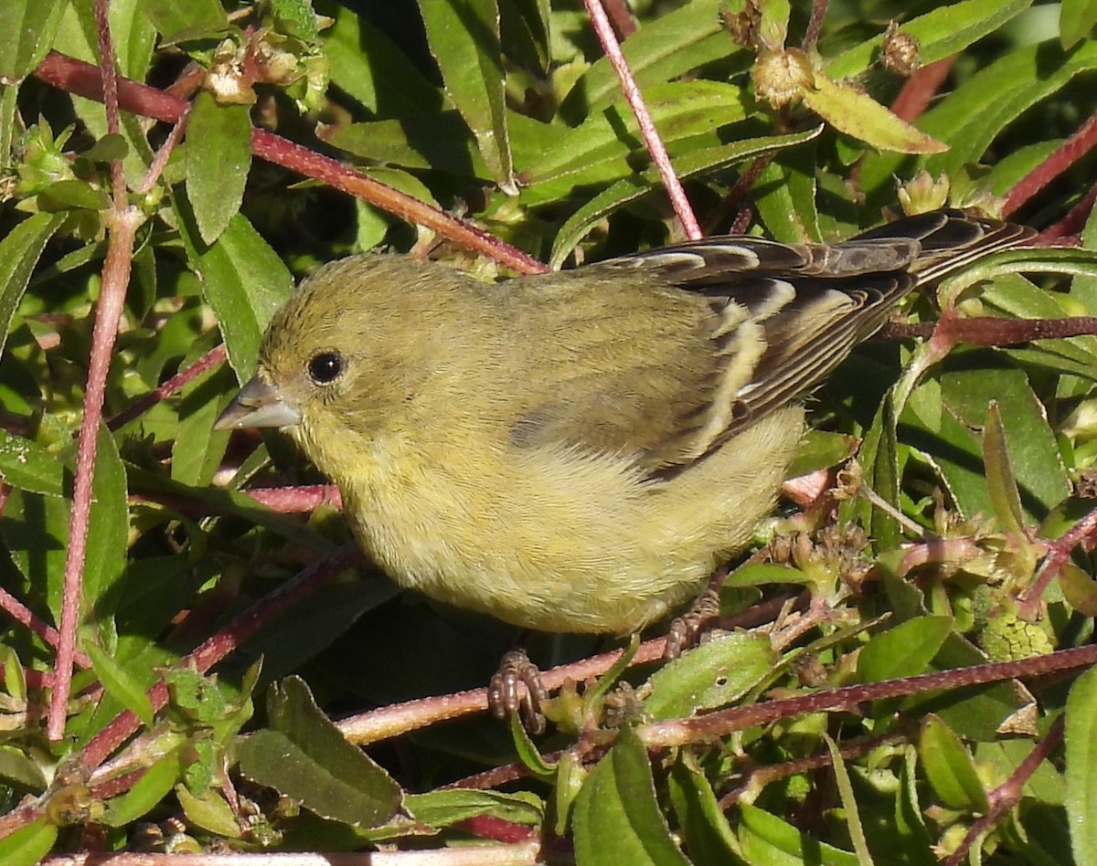 Lesser Goldfinch - ML643674817