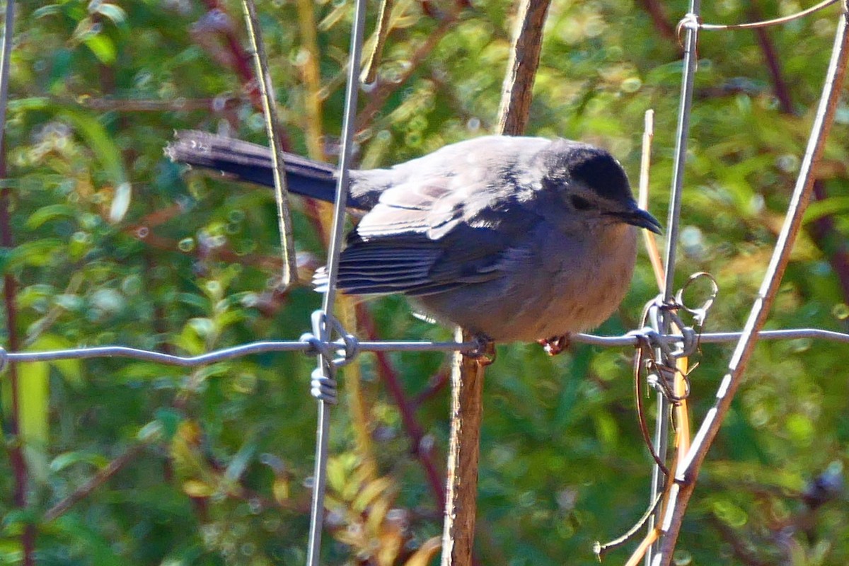 Gray Catbird - ML643674848