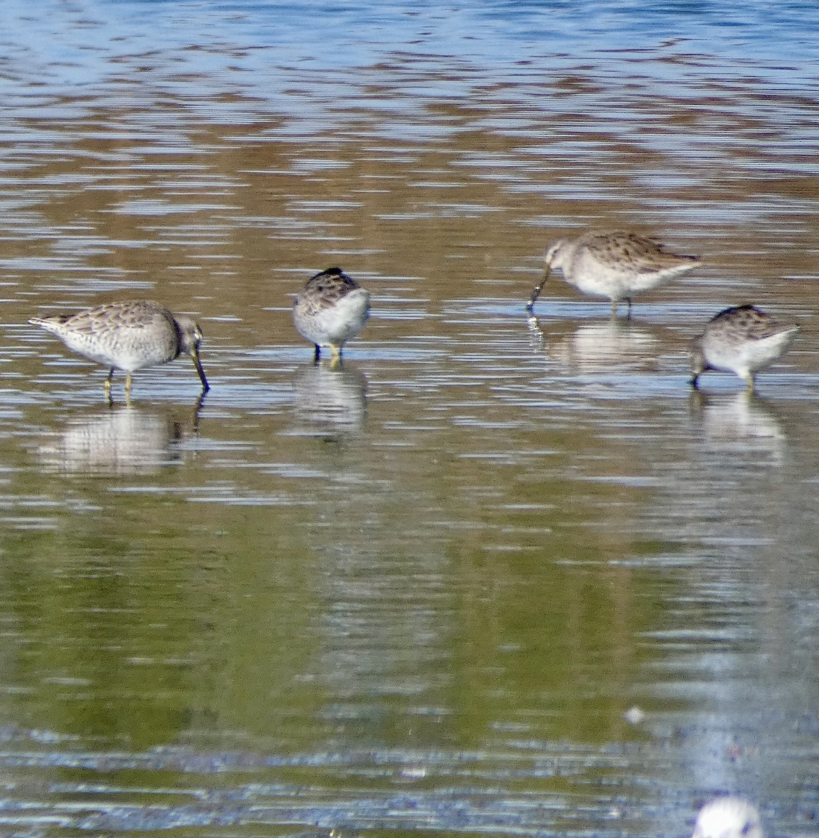 Long-billed Dowitcher - ML643674855