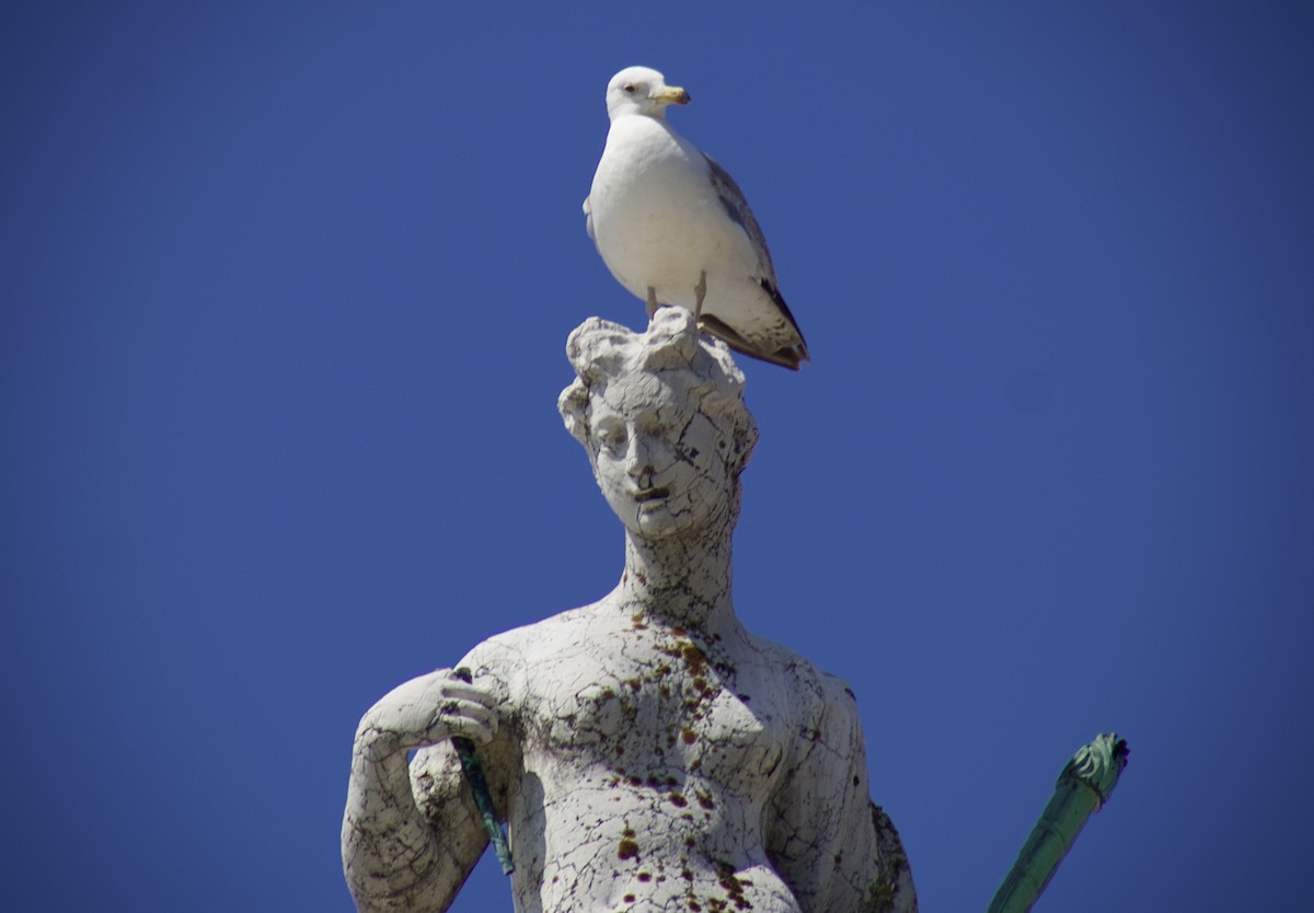 Yellow-legged Gull - ML643674874