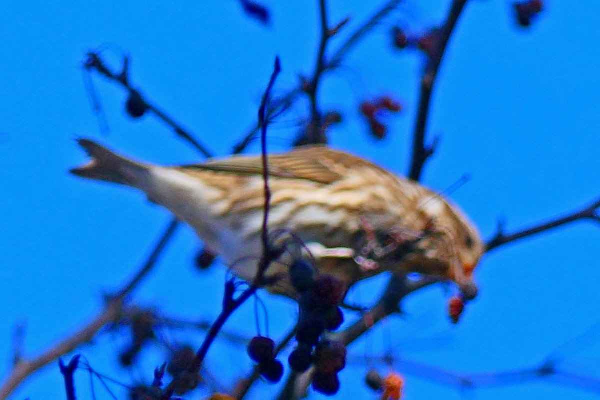 Purple Finch - ML643674875