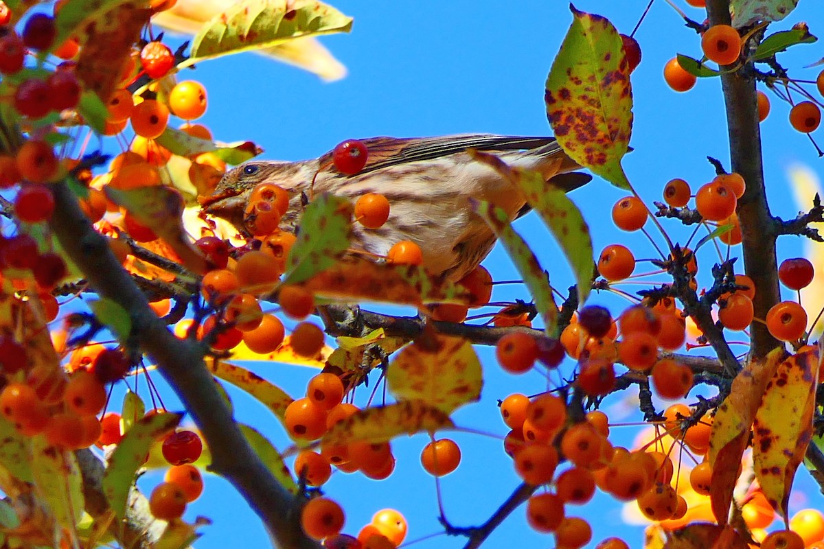 Purple Finch - ML643674876