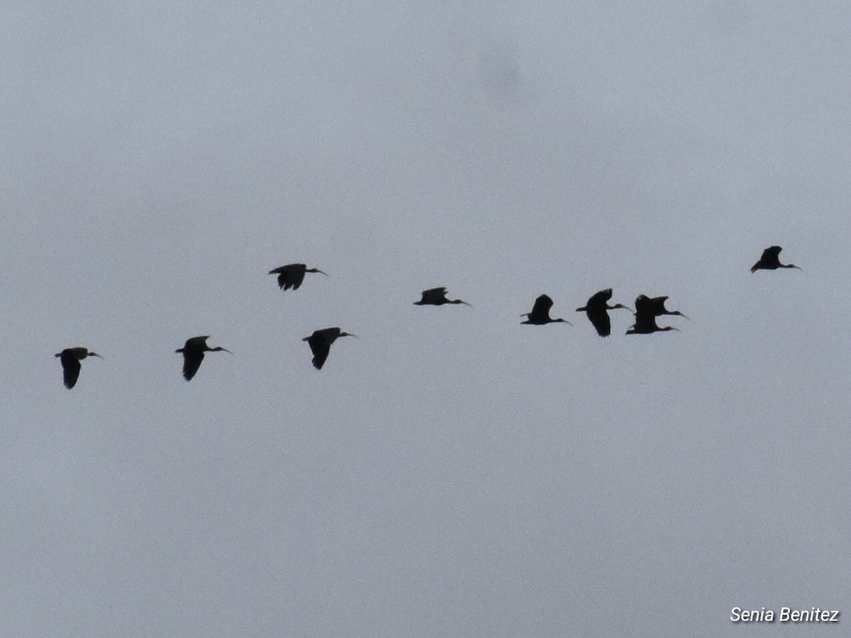 rødmaskeibis - ML643674883