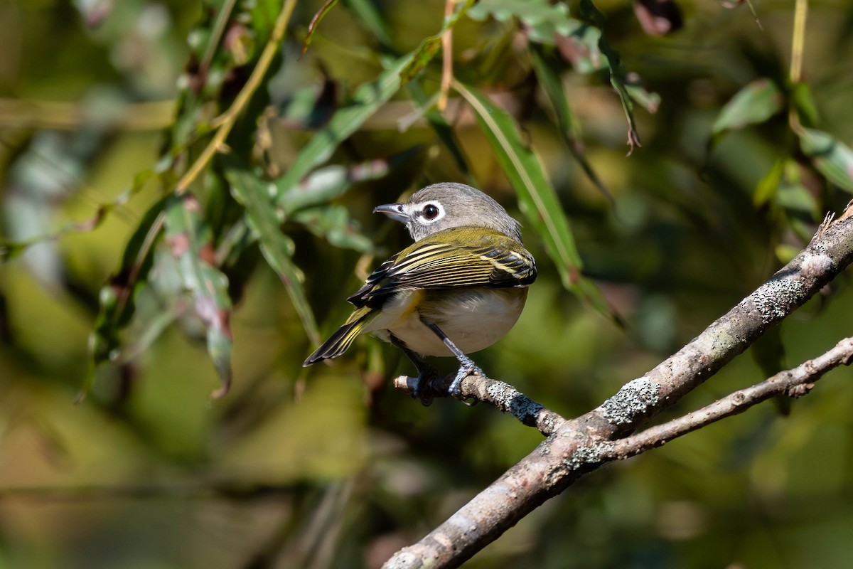 Blue-headed Vireo - ML643674893