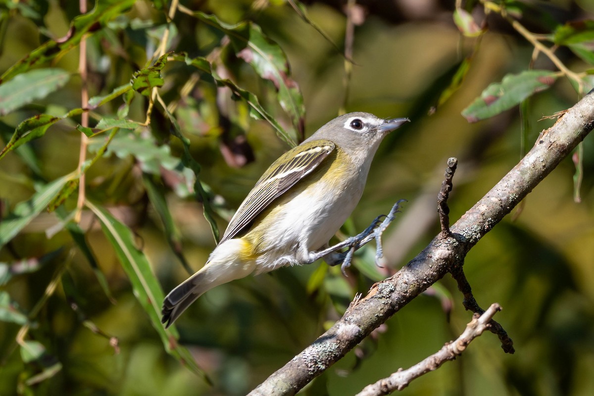 Blue-headed Vireo - ML643674902