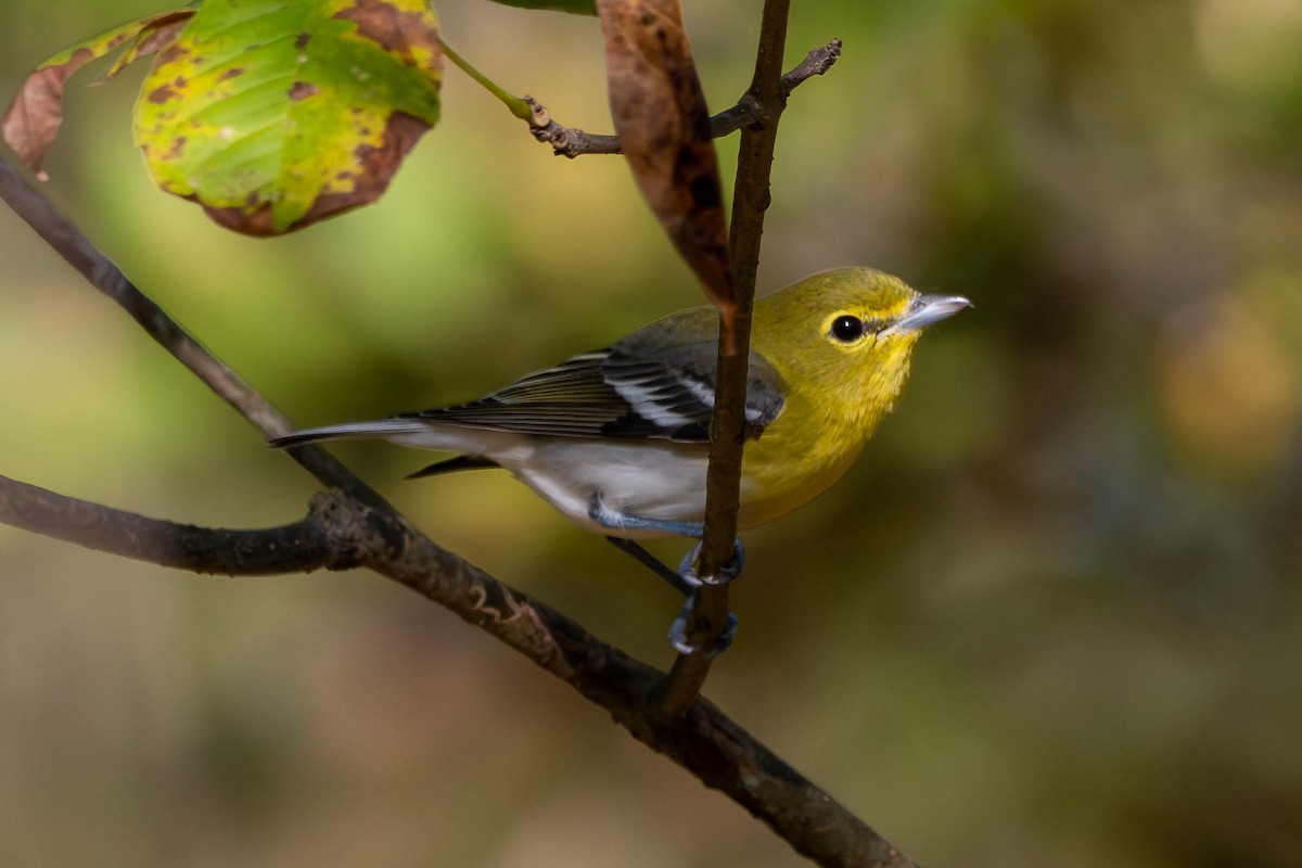 Yellow-throated Vireo - ML643674923