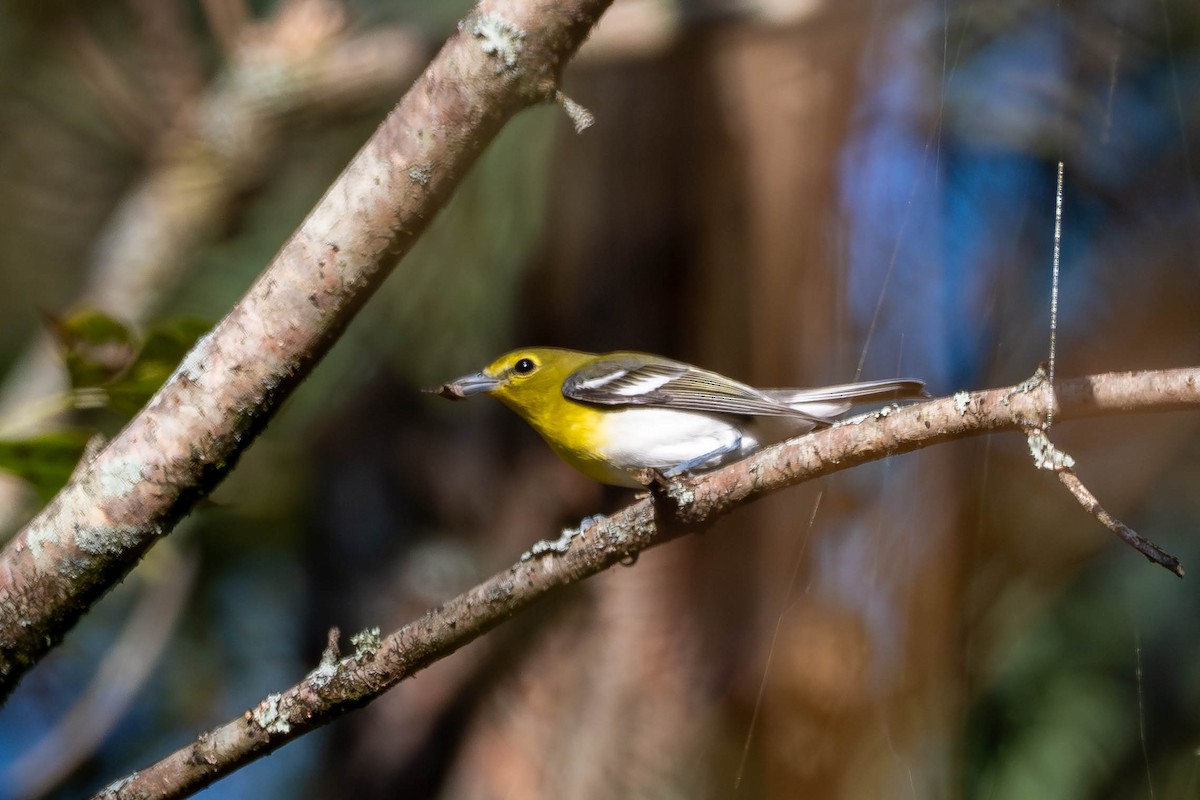 Yellow-throated Vireo - ML643674929