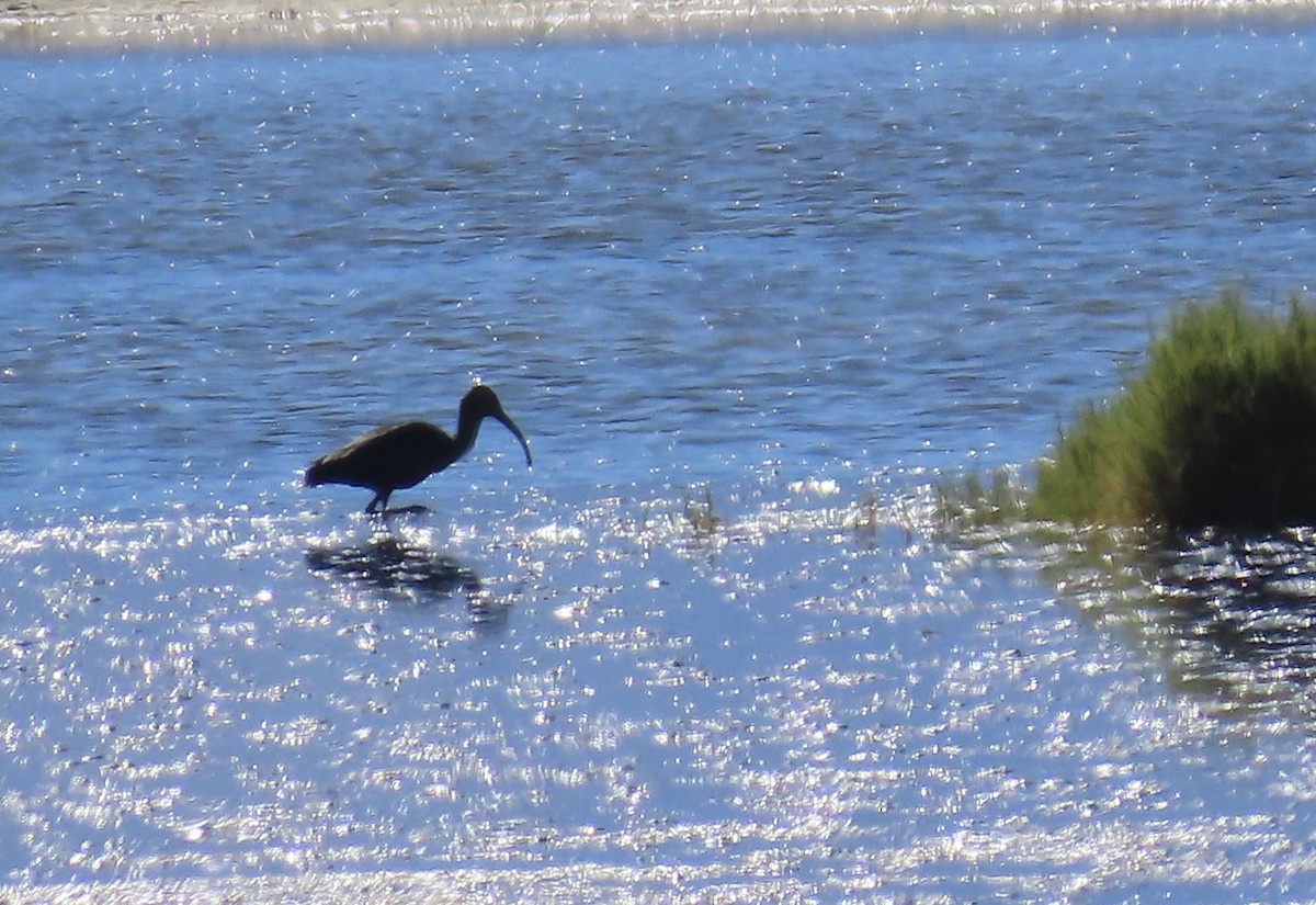 Ibis à face blanche - ML643674934