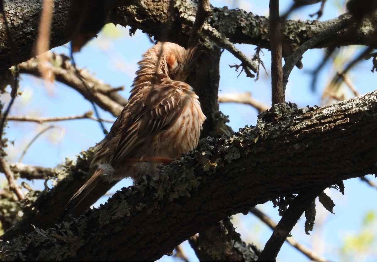 Annumbi alouette - ML643674943