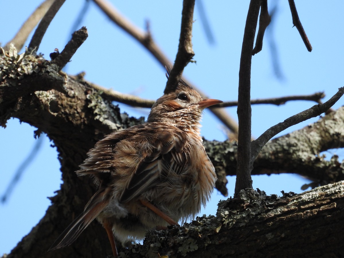 Annumbi alouette - ML643674960