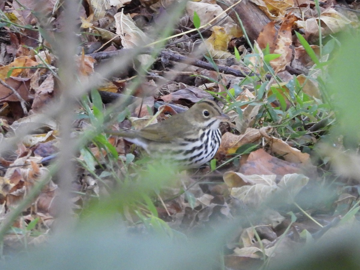 Ovenbird - ML643674990