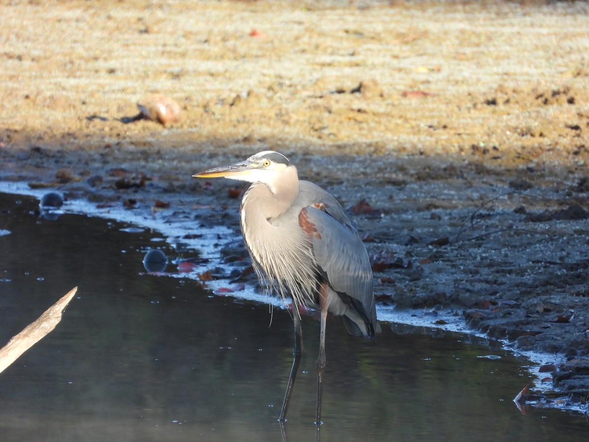 Garza Azulada - ML643675004