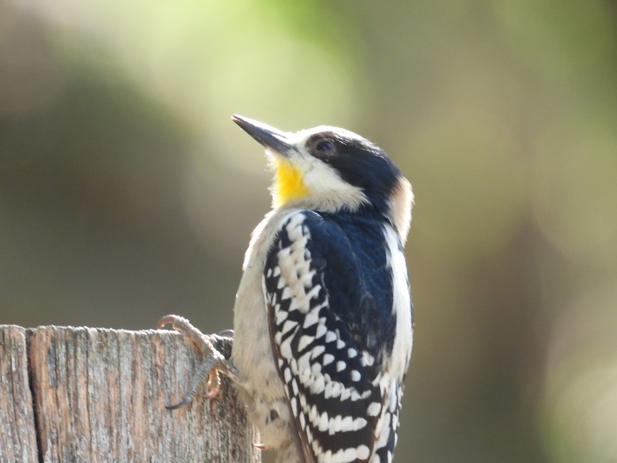 White-fronted Woodpecker - ML643675043