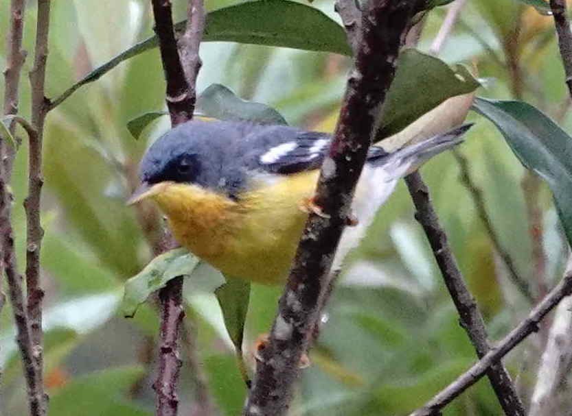Tropical Parula - ML643675062