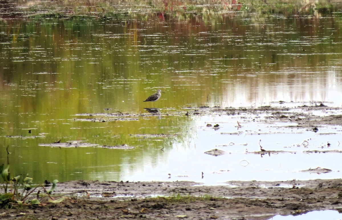 Greater Yellowlegs - ML643675127