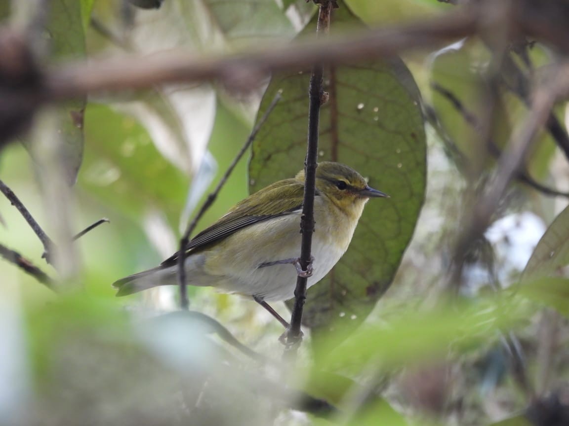 סבכון טנסי - ML643675133