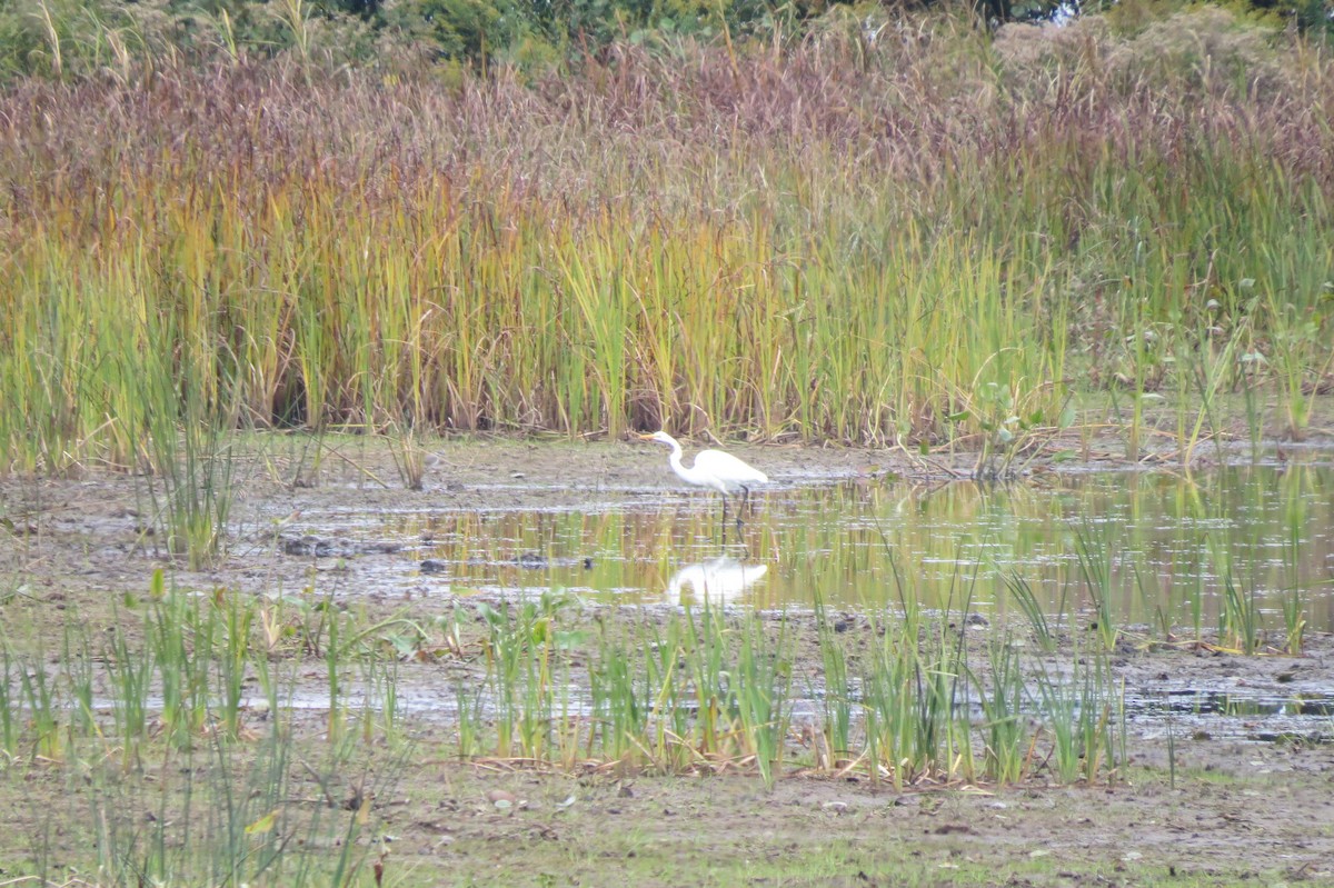 Great Egret - ML643675141