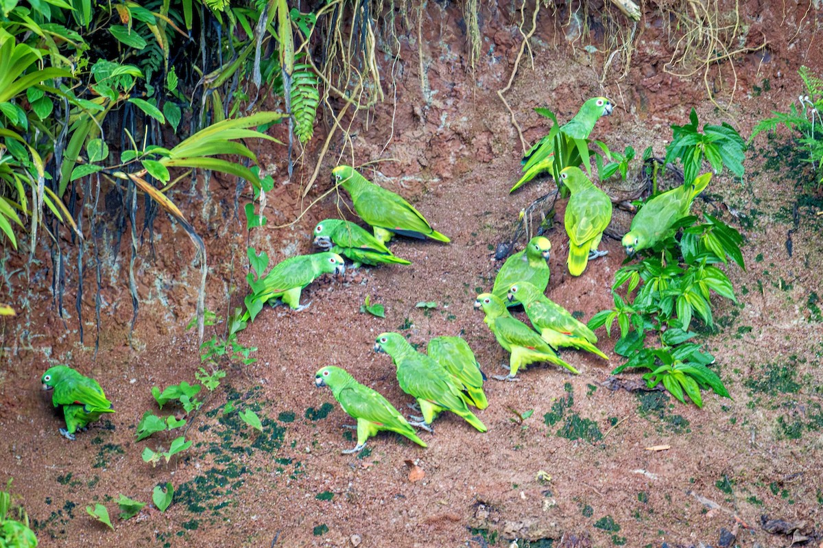 Yellow-crowned Amazon - ML643675151