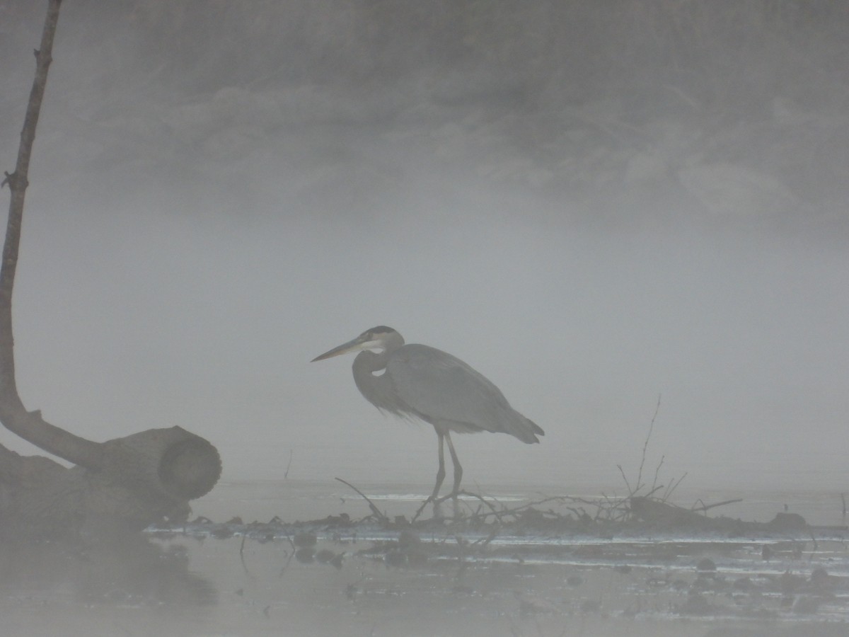 Garza Azulada - ML643675164