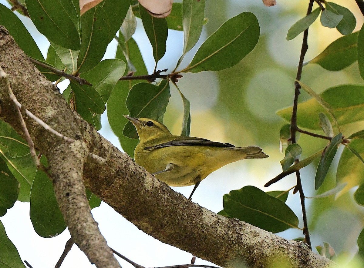 Tennessee Warbler - ML643675173