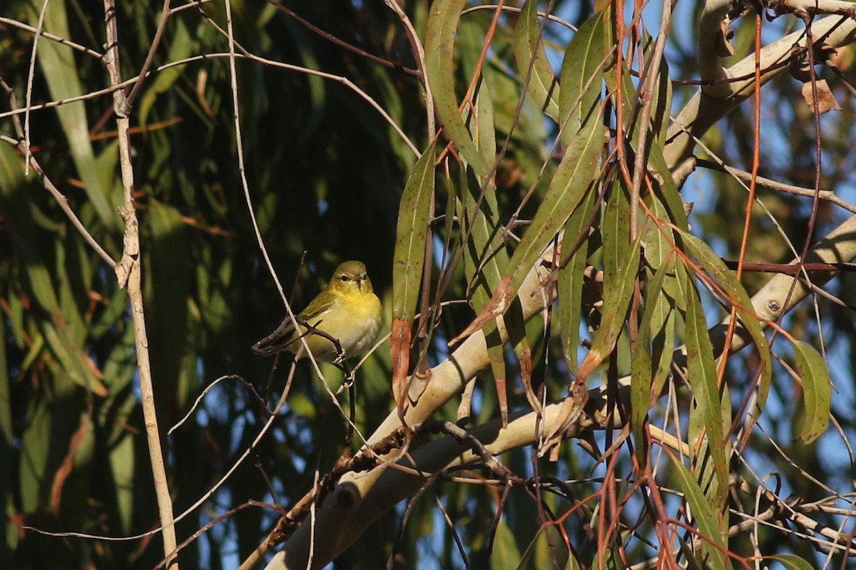 Tennessee Warbler - ML643675184