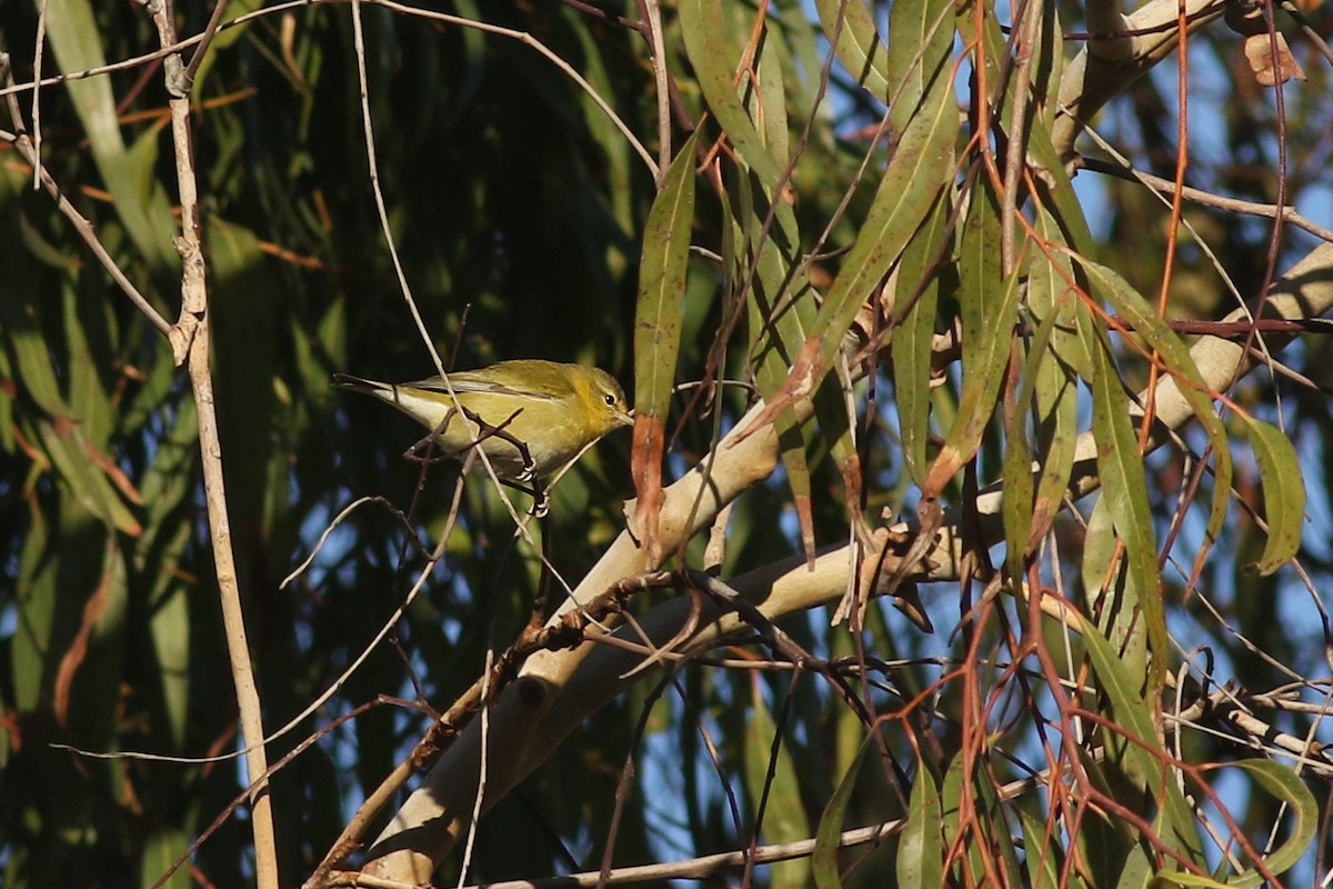 Tennessee Warbler - ML643675187