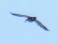 American Black Duck - ML643675188