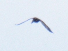 American Black Duck - ML643675189
