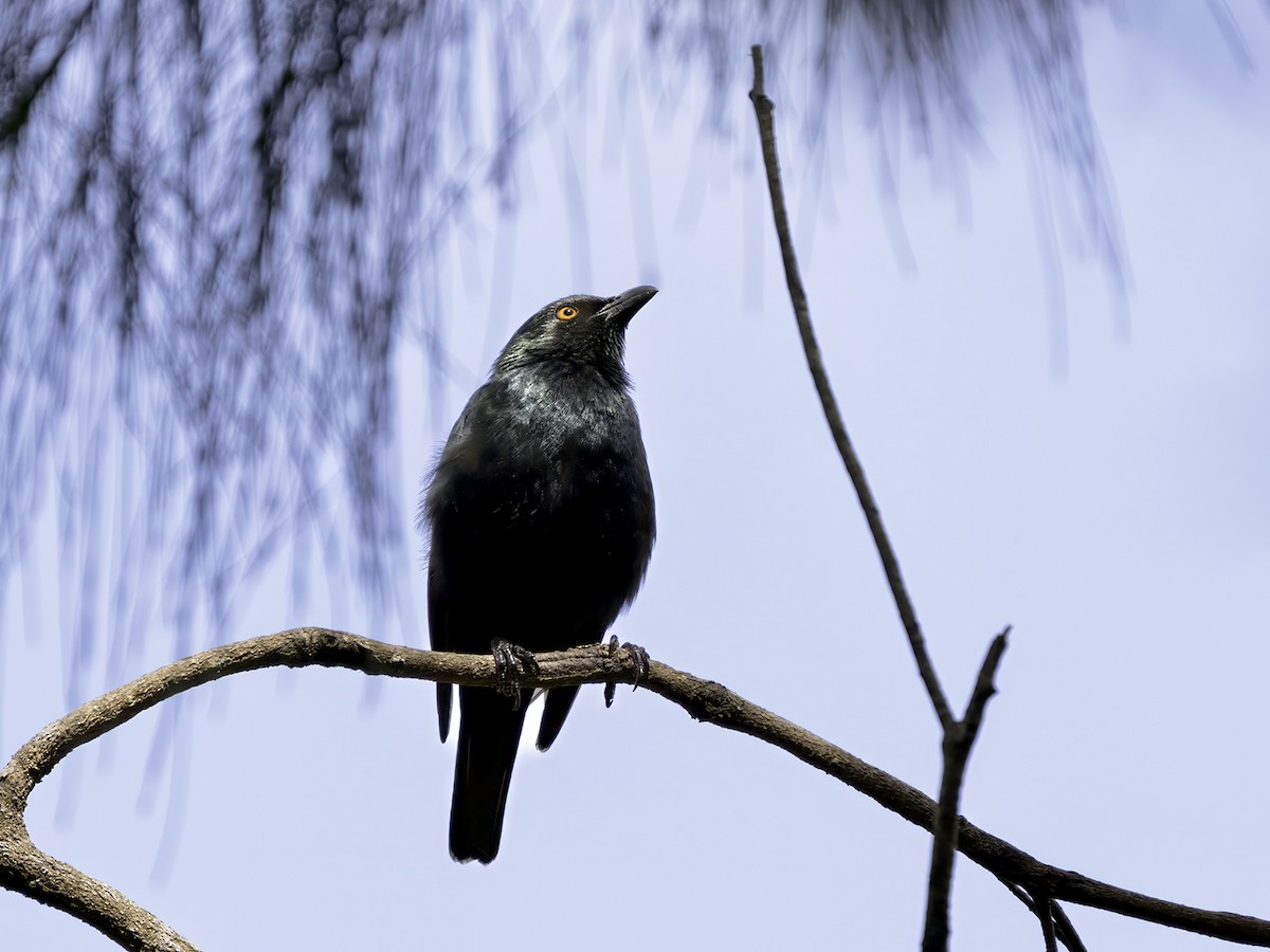 Striated Starling - ML643675196