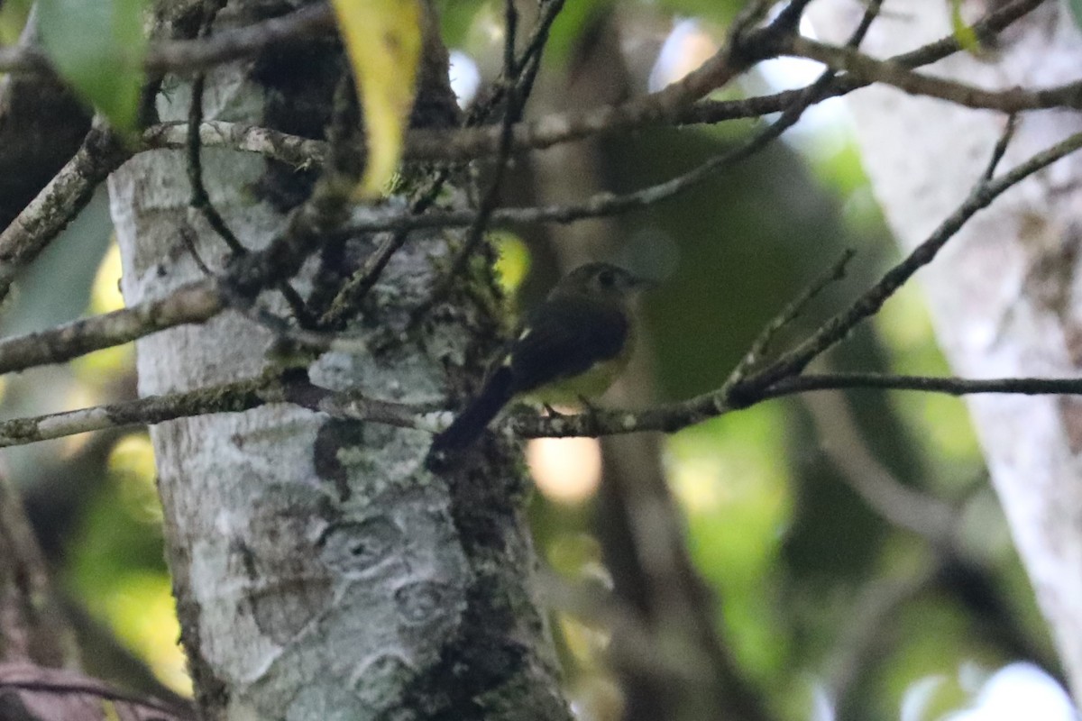 tyranovec sírovokostřecový - ML643675212