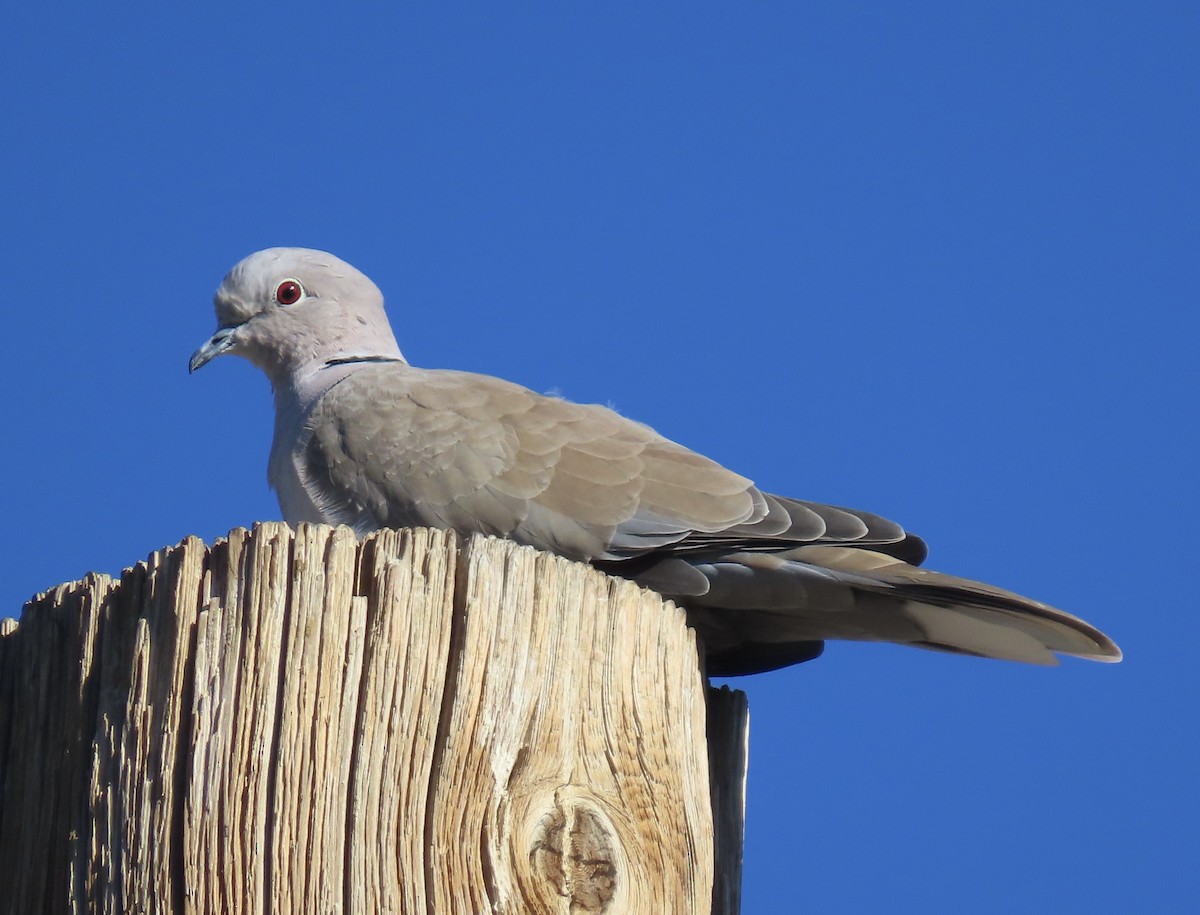 Eurasian Collared-Dove - ML643675221