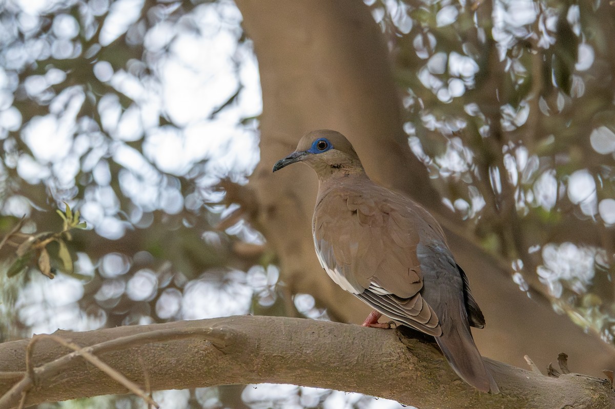 West Peruvian Dove - ML643675263