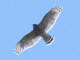 káně páskovaná [skupina lineatus] - ML643675266