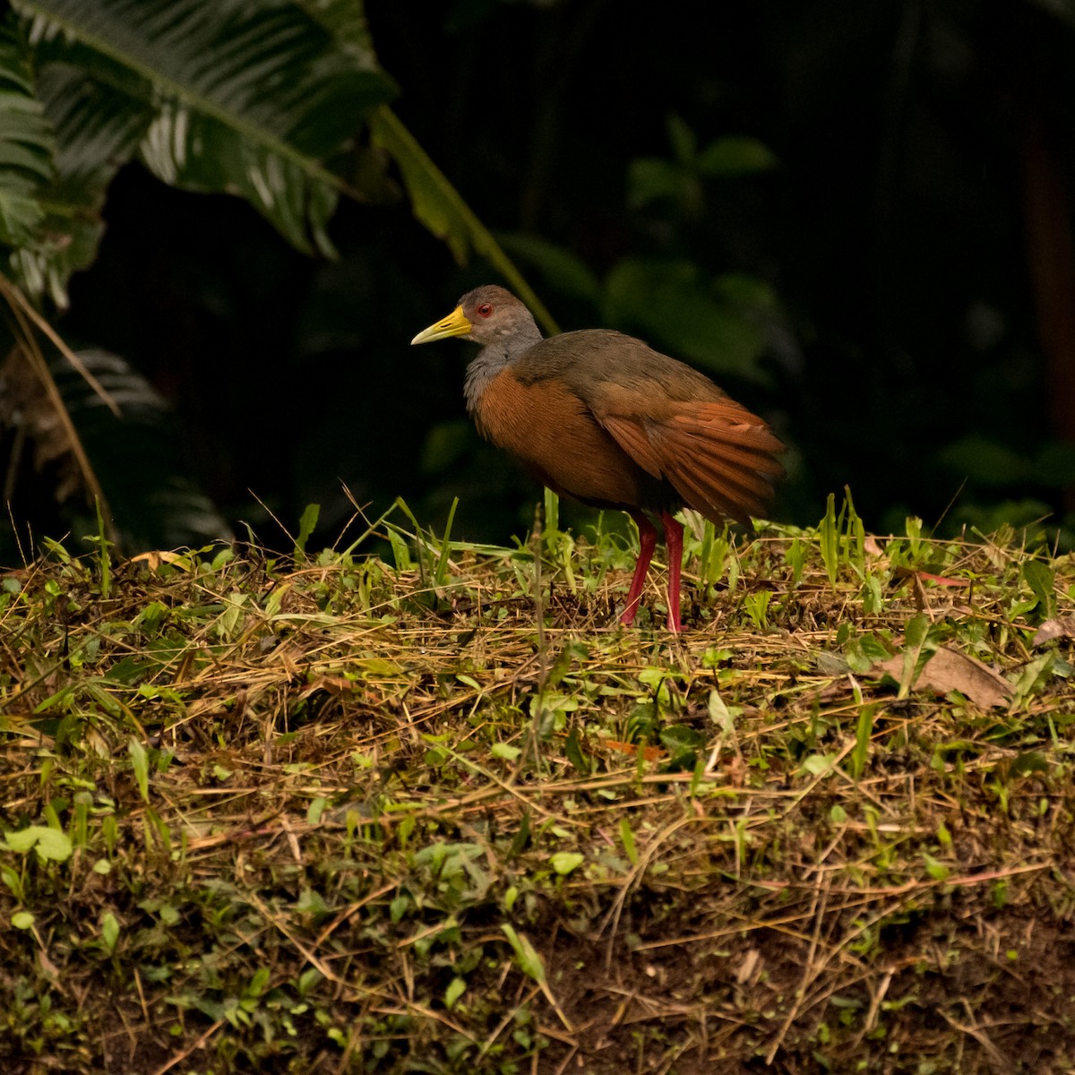 Gray-cowled Wood-Rail - ML643675269