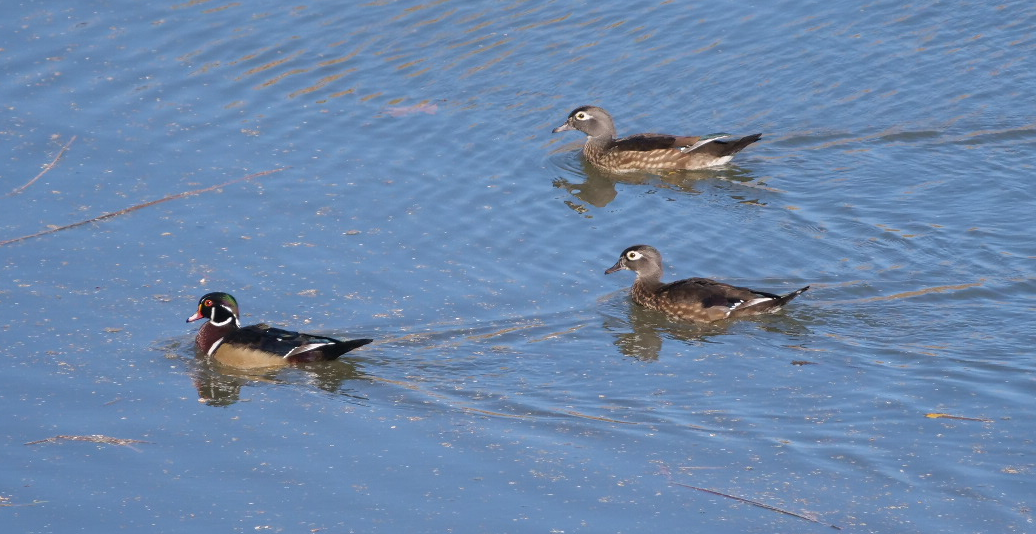 kachnička karolínská - ML643675281